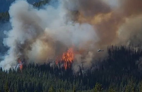 Security Camera Solutions:Forest Fire Detection